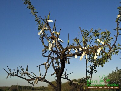 Puno sorata na jednom stablu