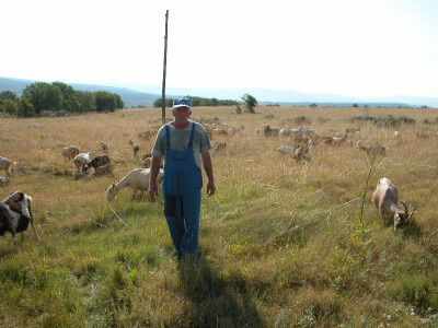 Iako mu je 60-ta Stojić doskoči žilavim i brzim kozama i jarićima