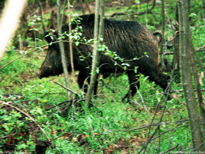 Planina kozara bogata izvorima  pitke vode Planina kozara bogata izvorima  pitke vode