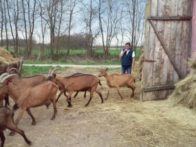Radni dan na OPG Đurković
