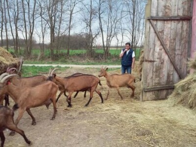 Radni dan na OPG Đurković