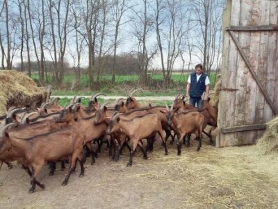 Radni dan na OPG Đurković