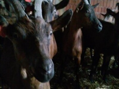 Radni dan na OPG Đurković