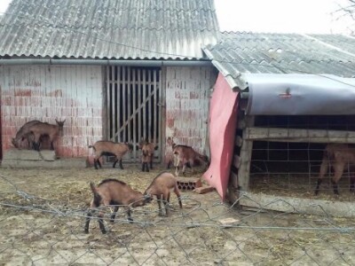 Radni dan na OPG Đurković