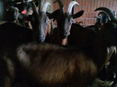 Radni dan na OPG Đurković