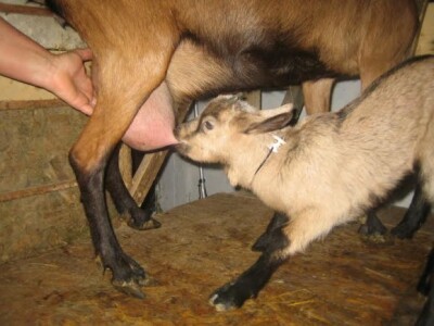 Radni dan na OPG Đurković