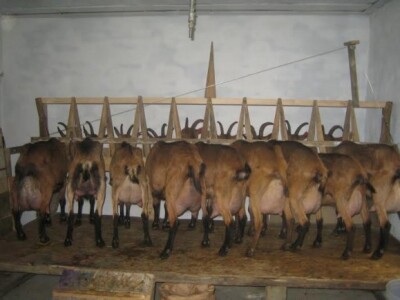 Radni dan na OPG Đurković