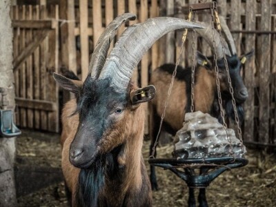 Kozarstvo kao porodični izvor sigurnosti - Alpino rasa