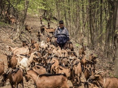 Kozarstvo kao porodični izvor sigurnosti - Dejan Mitić