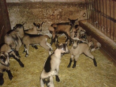 Kozarstvo kao porodični izvor sigurnosti - Deo ovogodišnjeg podmladka