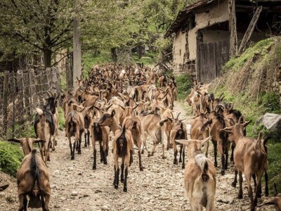 Kozarstvo kao porodični izvor sigurnosti - Kozarstvo u selu Prekonoga