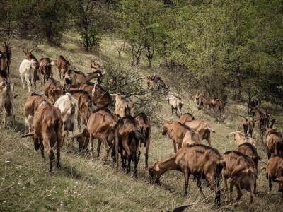 Kozarstvo kao porodični izvor sigurnosti - Koze su većim delom godine na ispaši