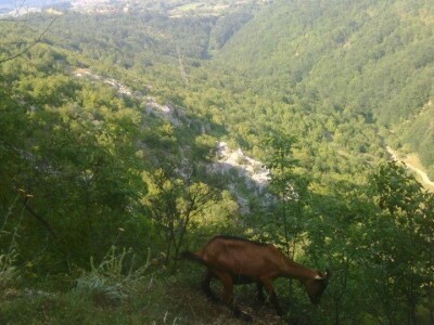 Kozarstvo kao porodični izvor sigurnosti - Svrljiški kraj je pogodan za kozarstvo