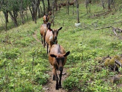 Kozarstvo Štimac Cunar