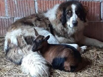 Kozarstvo Štimac Cunar