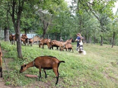 Kozarstvo Štimac Cunar
