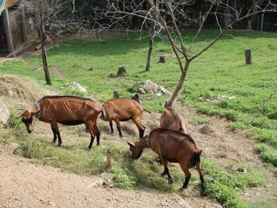 Kozarstvo Štimac Cunar