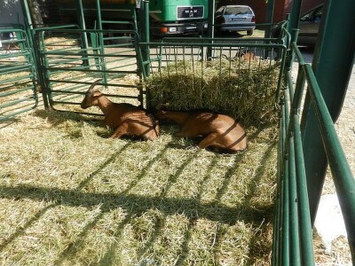 Kozarstvo u ekspanziji