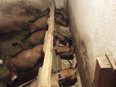 Kozarstvo u porodici Trifunović