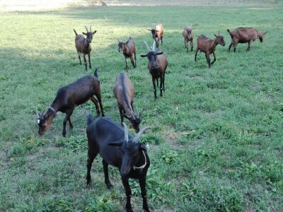 Kozarstvo u porodici Trifunović