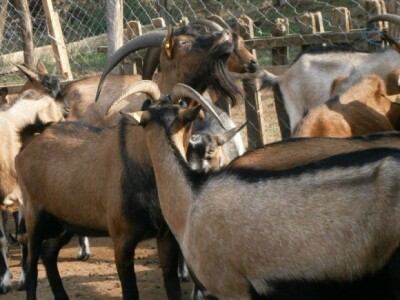 Kozarstvo za bolju budućnost - Alpske koze
