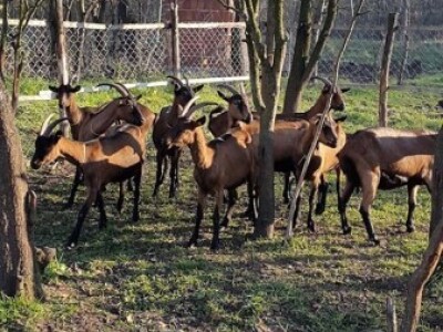 Kozarstvo za bolju budućnost - Alpske koze na imanju Ivanovića