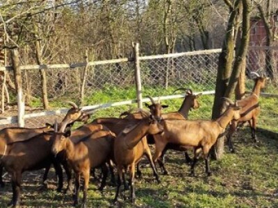 Kozarstvo za bolju budućnost - Alpske koze su visokomlečne i otporne