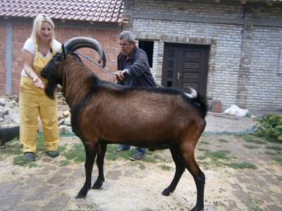 Kozarstvo za bolju budućnost -  Jarčevi su tezine 80 do 100 kg