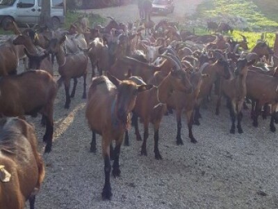 Kozarstvo za bolju budućnost - Na farmi  trenutno ima 156  koza