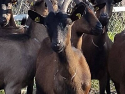 Kozarstvo za bolju budućnost - Pašnjaci Suve planine odlični za kozarstvo