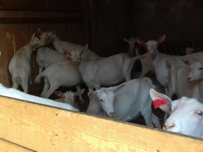 Mlade jarice kupljene u Austriji