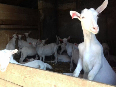 Može fotka, nema problema