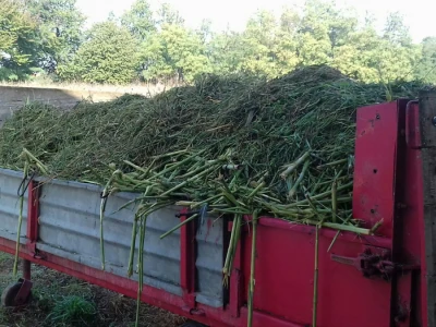 Koze obožavaju svježu travu