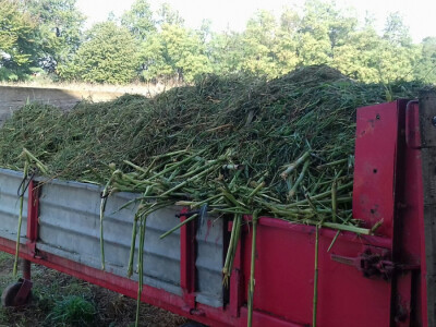 Koze obožavaju svježu travu