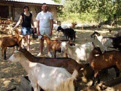 Koze obitelji Kolačević