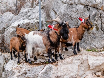 OPG Tihomir Lučić Gornji Dolac