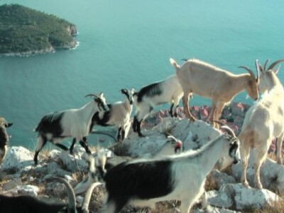 OPG Ilar Paskojević