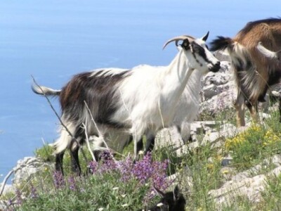 OPG Ilar Paskojević