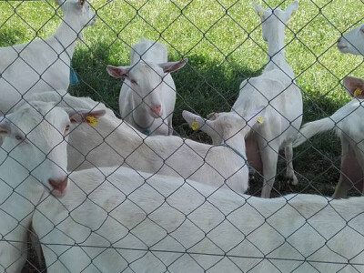 Koze se pasu samo po lijepom i toplom vremenu