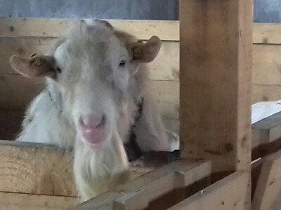 I jarac mirno pozira