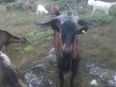 Uzgoj koza u Parku prirode Blidinje Uzgoj koza u Parku prirode Blidinje