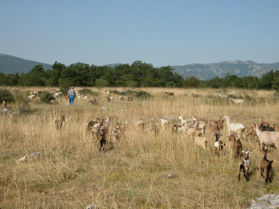 Koze i jarići u dalmatinsko-zagorskom kršu