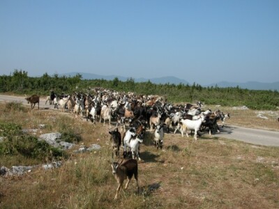 Živaljeve koze i jarići
