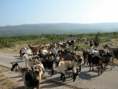 Koze i jarići u dalmatinsko-zagorskom kršu