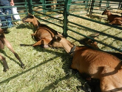 Kozarstvo u ekspanziji