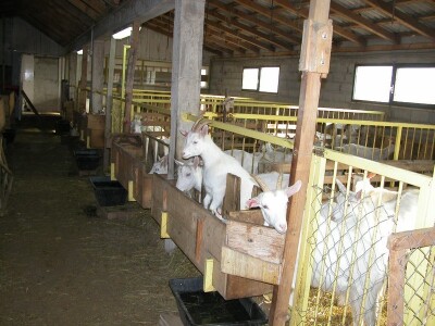 Koze na farmi u dalmatinskom zaobalju