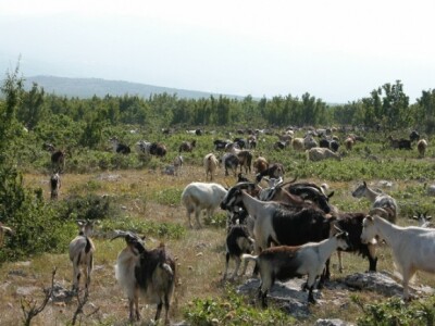 Koze na ispaši na obroncima planine Kamešnice