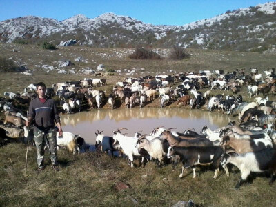 Koze na Velebitu Koze na Velebitu