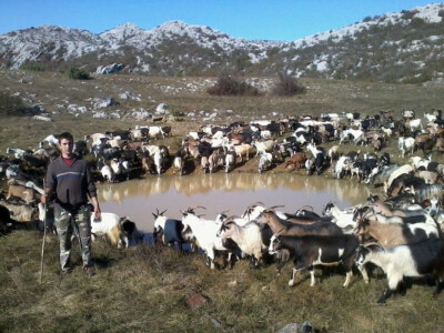 Koze na pojilištu na Velebitu tijekom ljeta Koze na pojilištu na Velebitu tijekom ljeta
