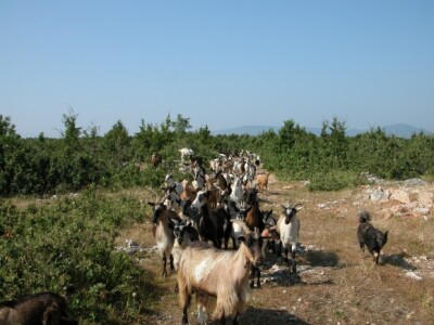 Koze i jarići obitelji Živalj u podkamešničkom kršu